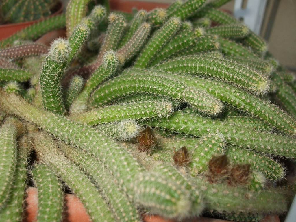 کاکتوس انگشتی